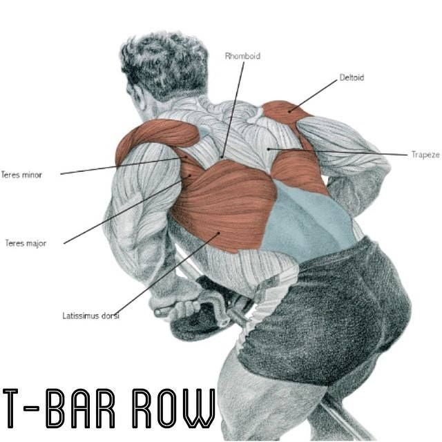 T bar row - landmine attachment - core trainer barbell gym fitness - No Carabiner